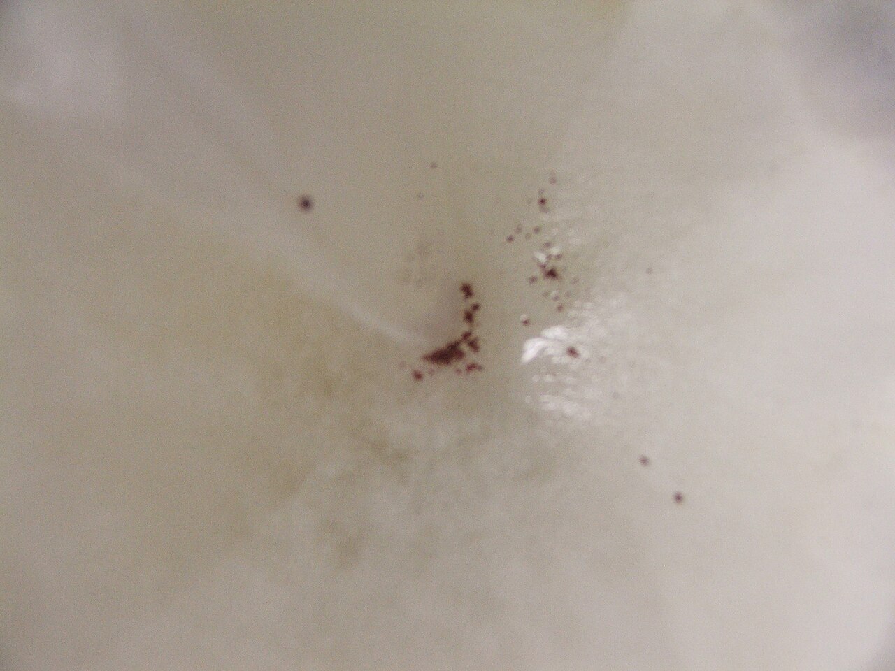 Cuprous oxide 2